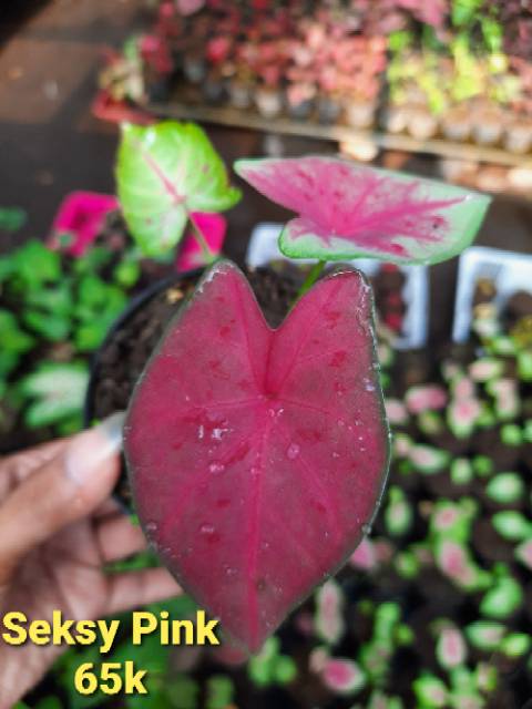 Tanaman Hias Caladium Keladi Hias Bibit Seksy Pink Caladium Srirejeki Shopee Indonesia