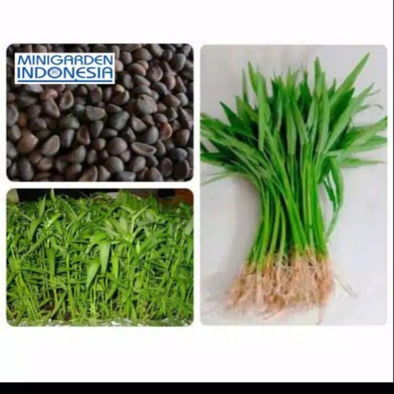 BENIH KANGKUNG SRIMPI REPACK  50 gram