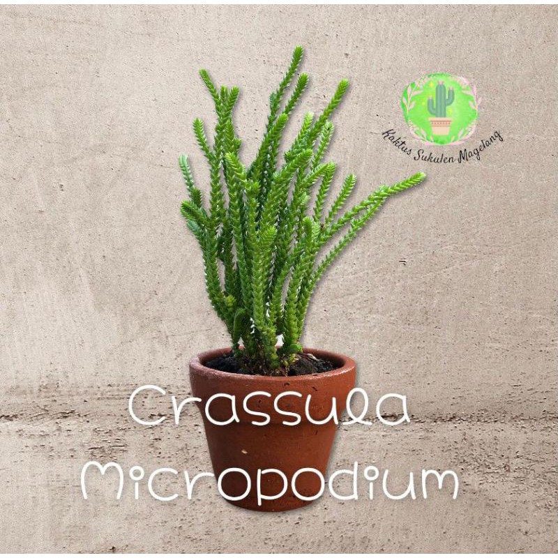 Sukulen Crassula Micropodium