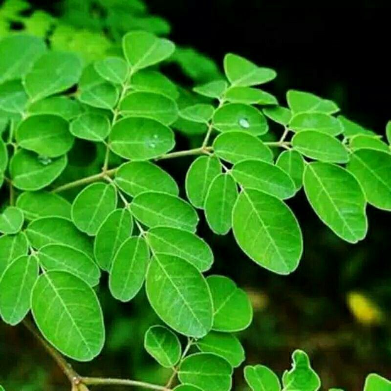 

Daun Kelor Segar Petik Langsung