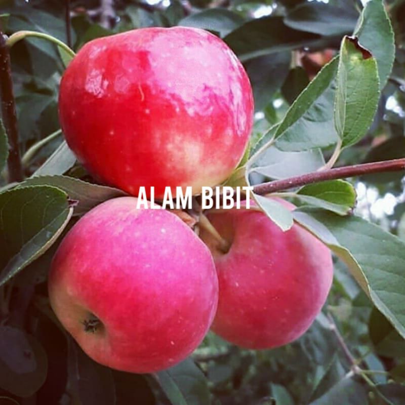 BIBIT APEL FUJI MERAH CEPET BERBUAH