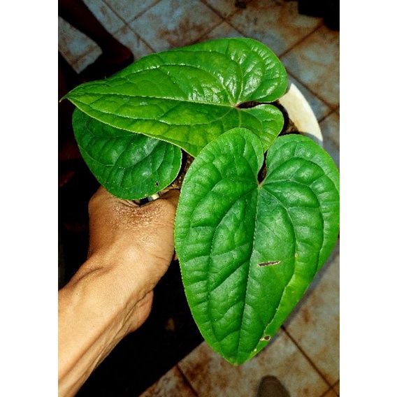 anthurium radicans/anthurium sirih