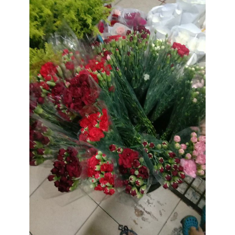 bunga carnation segar / bunga potong segar cantik fresh