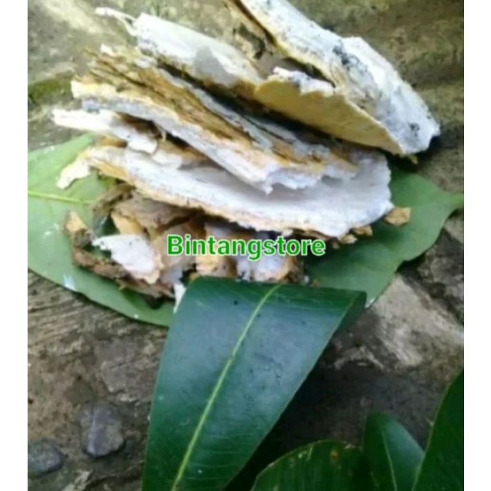 Kulit pohon pule / kulit pohon lame kulit pohon pulay segar 500 gram