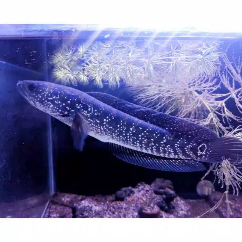 Ikan hias Channa asiatica rsws 6-7cm