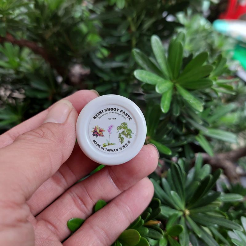 Keiki Paste Plus 5 Gram Hormon Perumbuhan Tunas Anggrek