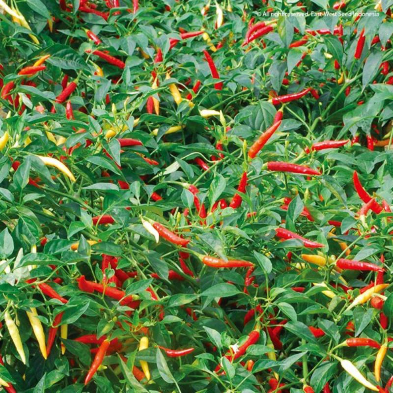 50 Biji - BENIH CABAI DEWATA 43 F1-CABAI RAWIT PEDAS