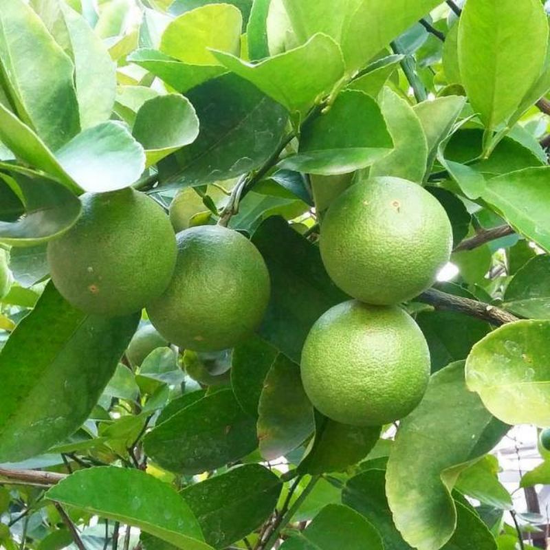 

Bibit Jeruk Nipis Warangan Rimbun Siap Tanam