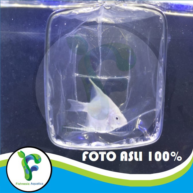 Ikan Hias Aquascape Manfish/Anglefish Platinum/Albino Mata Hitam Size M