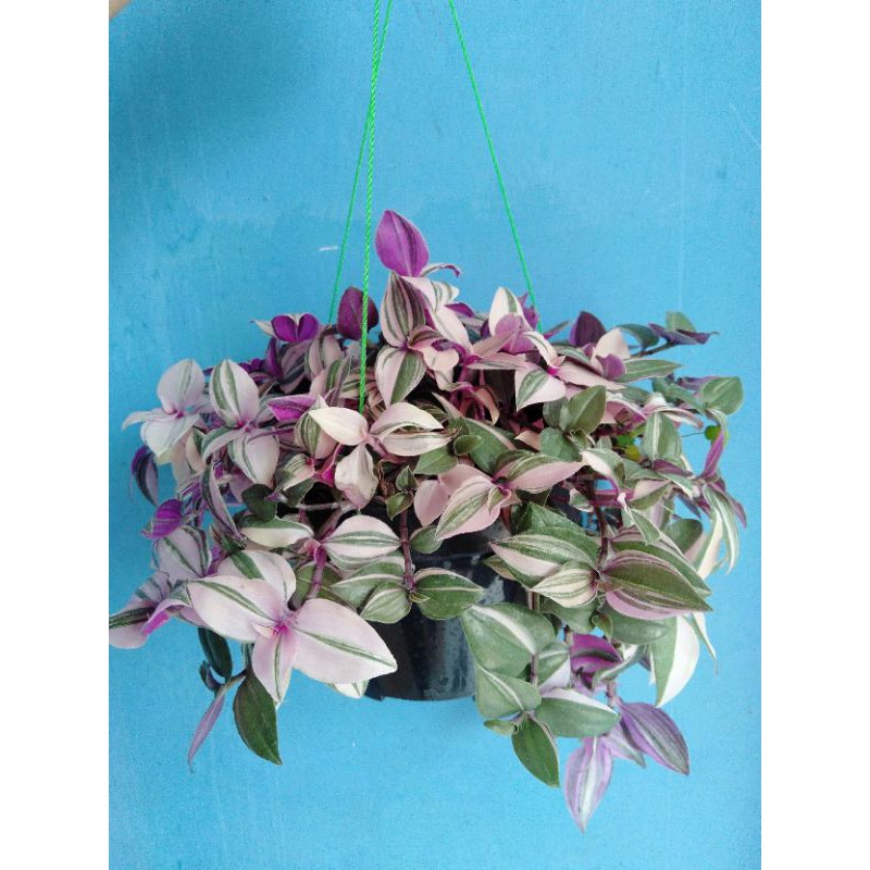 tanaman hias gantung tradescantia fluminensis