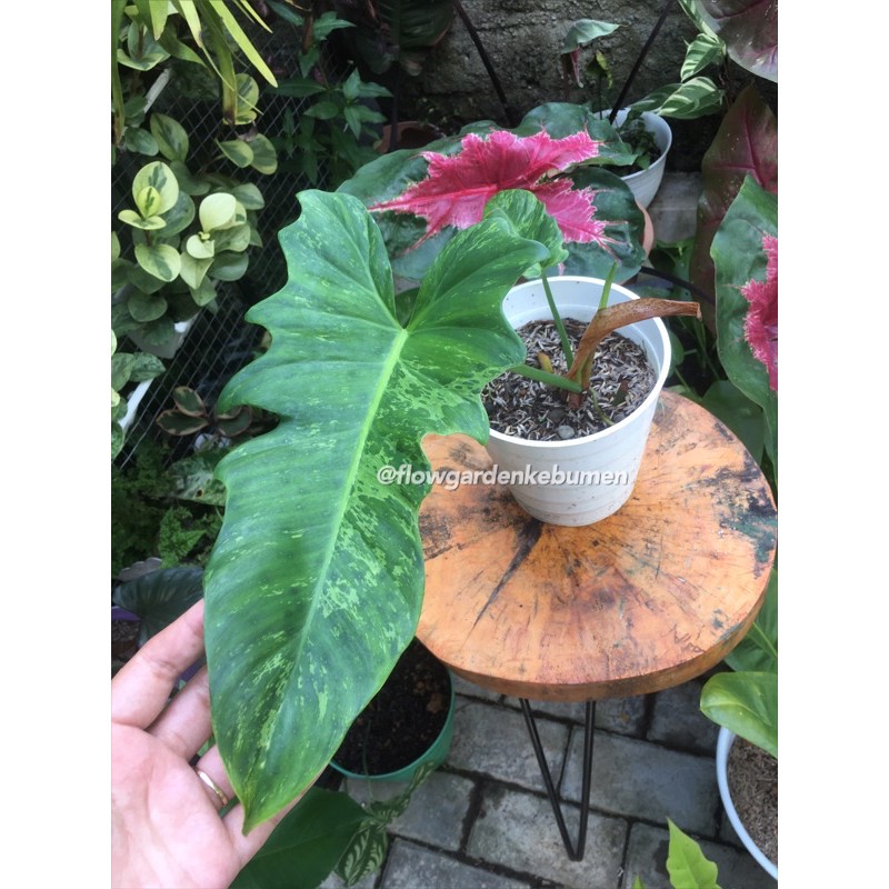 Philodendron Lime Fiddle