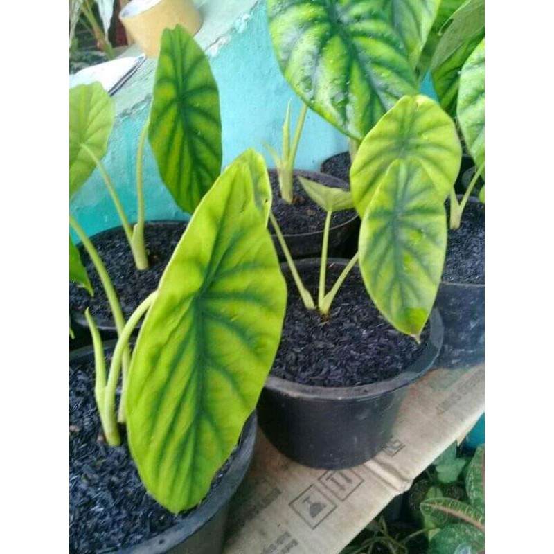 keladi tengkorak hijau