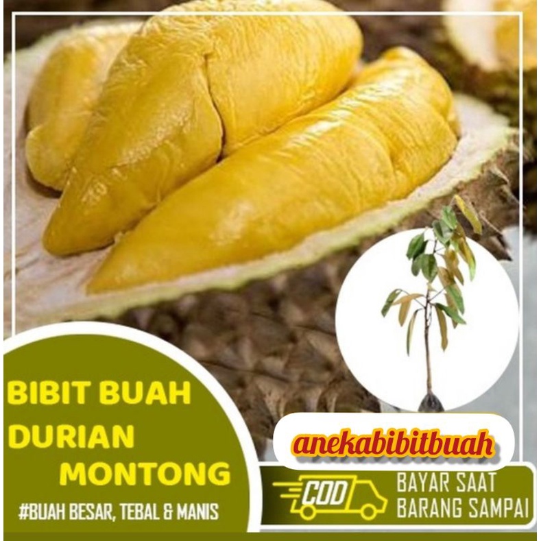 TANAMAN DURIAN MONTONG JUMBO
