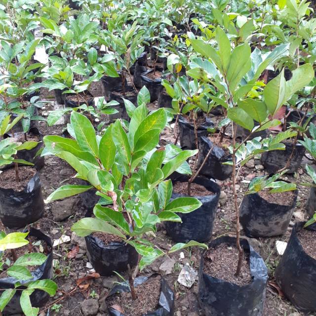 Bibit pohon rambutan rapiah,binjai,aceplat