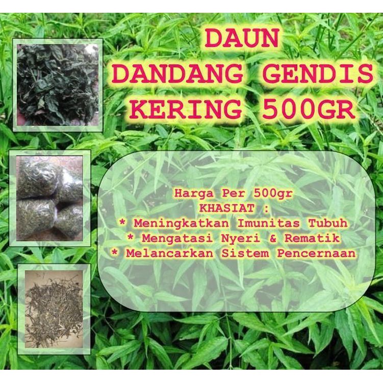 

Daun Dandang Gendis Kering 500gr | Mengatasi Nyeri & Rematik