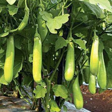 HOT Product 50 bibit terong hijau lokal super panjang & besar