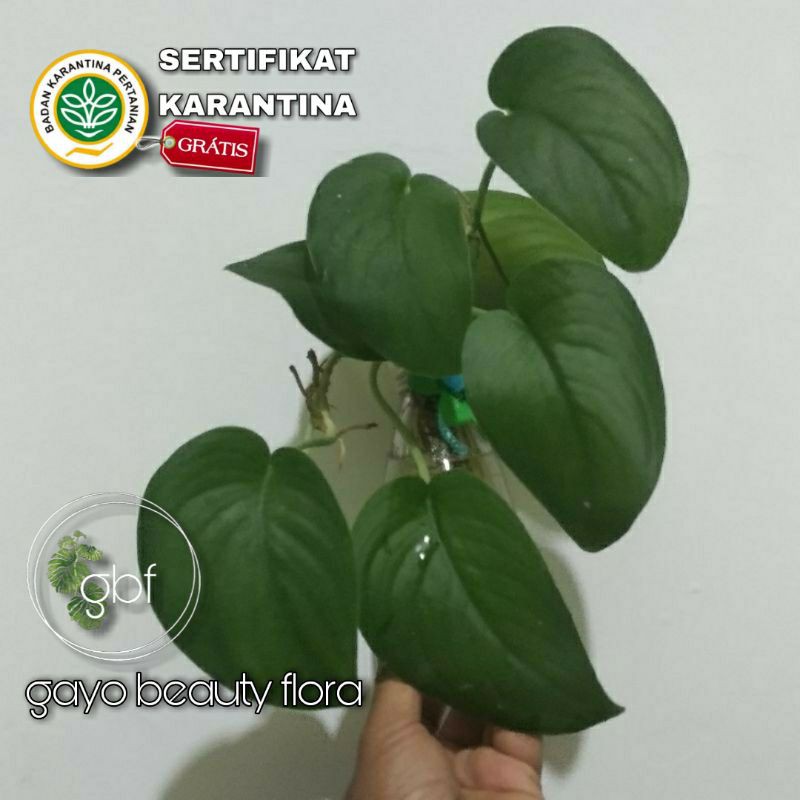 Tanaman Hias Scindapsus Jade Satin / Scindapsus Jade Satin / Borneo sp.