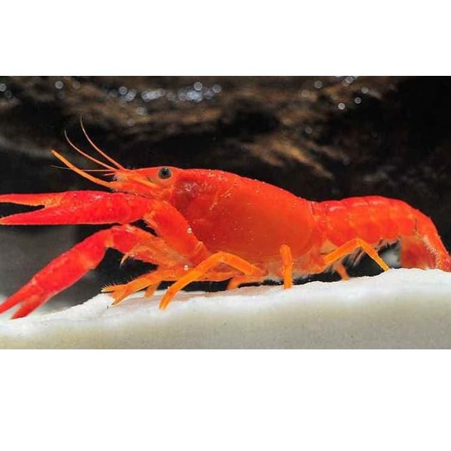 2535### Lobster Marlboro Red Hias Air Tawar Aquarium Aquascape 2535###