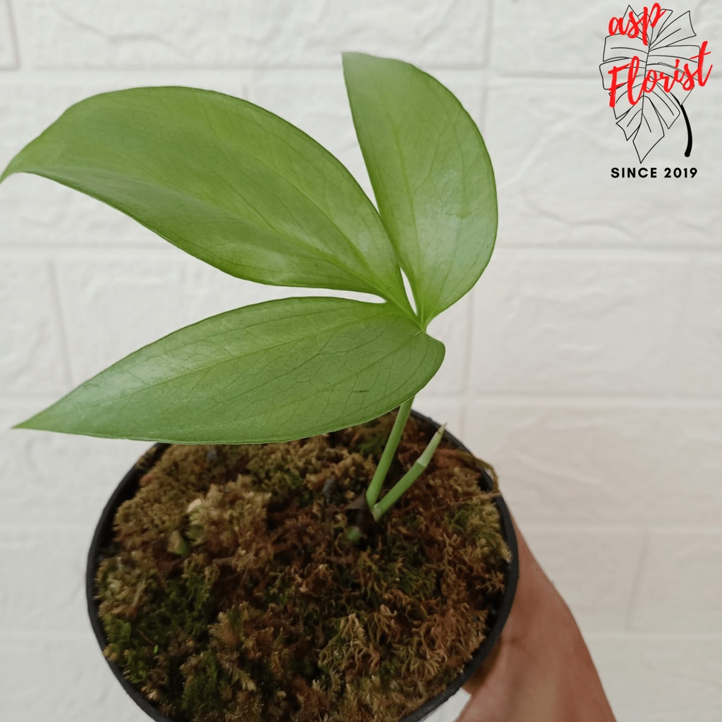 Amydrium Zippelianum Silver Ekonomis - Zippelianum Silveryann