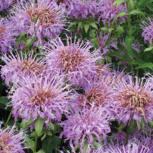 Benih Bibit Biji - Wild Bergamot Bee Balm Medical Herb Seeds - IMPORT