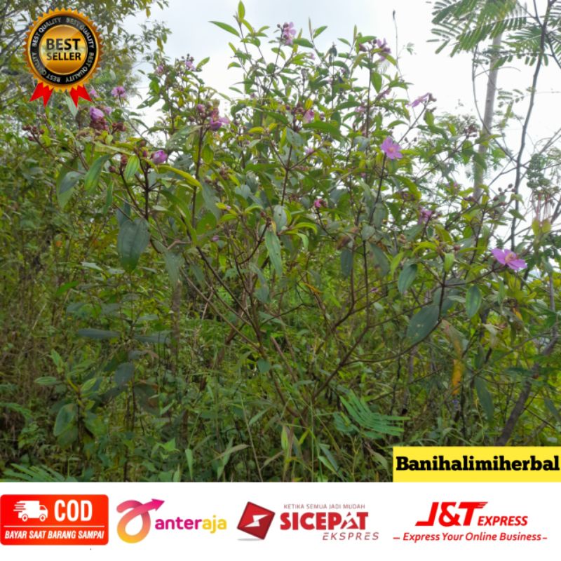 

Buah senggani 250 gram