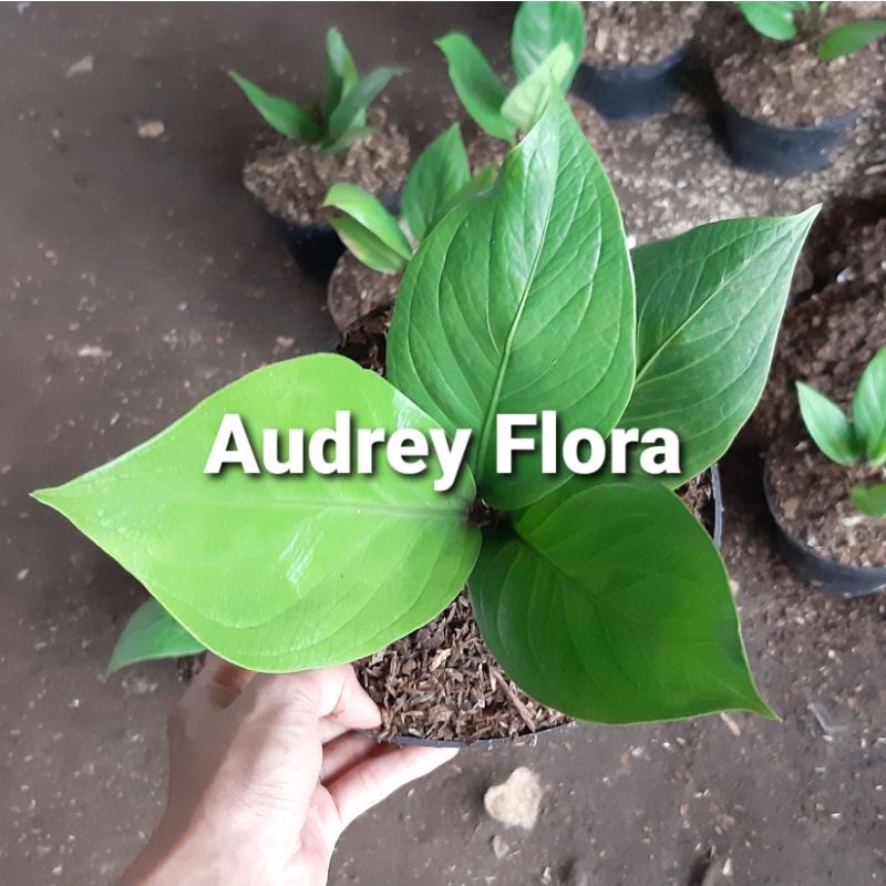 Tanaman Hias Anthurium Jemani Kobra - Anthurium Jemani Cobra