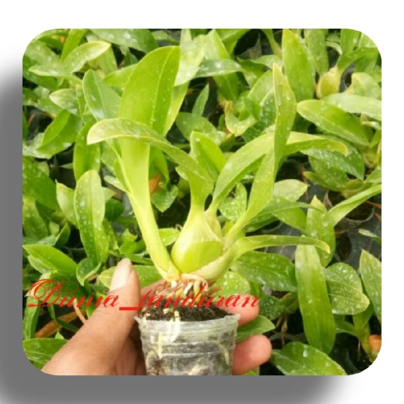 Anggrek Grammatophyllum Shining Batu / Anggrek macan pra remaja