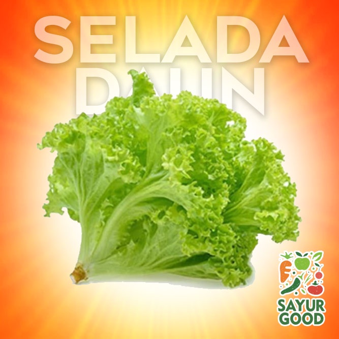 

Selada Segar / Daun Selada Fresh / Sayur Selada 250 gram (Sayur Segar)