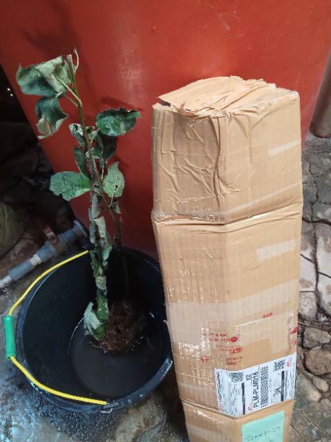 Diskon Bibit Tanaman Buah Apel Ana Manalagi Malang - Harga Petani