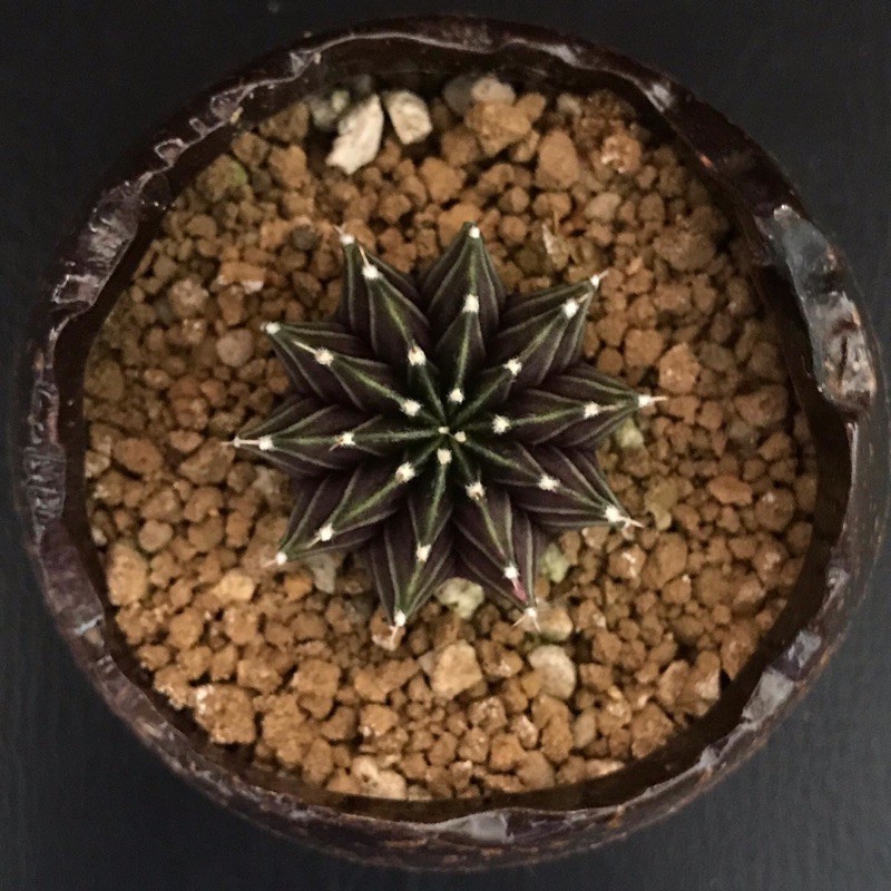 kaktus LB hybrid variegata