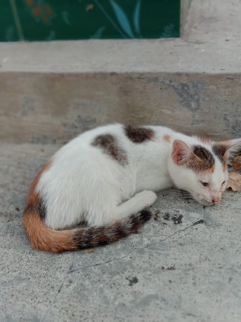 Polybag / Polibag / Polibak Untuk Bermacam-macam Tanam Uk 20x20 ( Isi 35 Pcs)