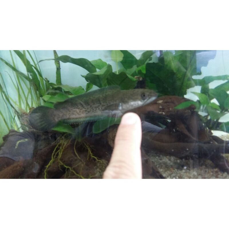 chana stewarti karbialong