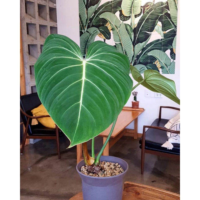 pilodendron gloriosum