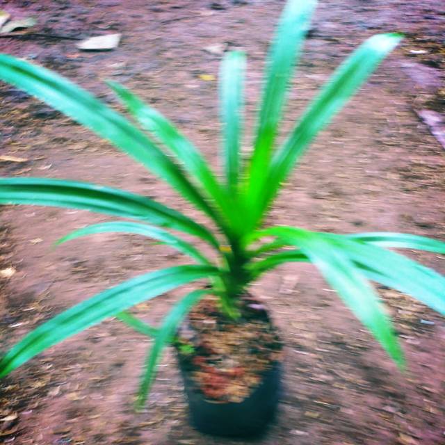 

Pandan wangi