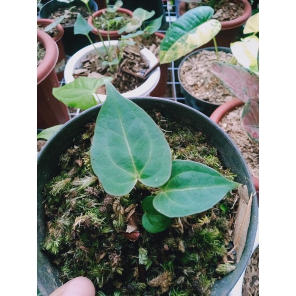 dkuping gajah dark mama