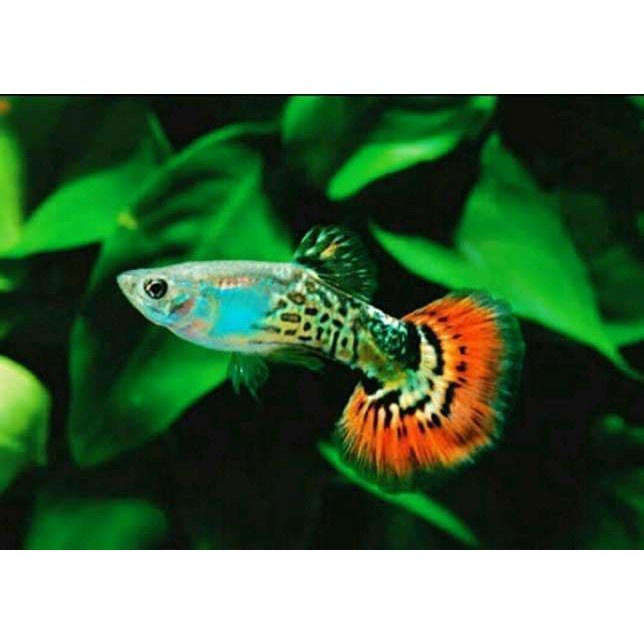 Ikan Guppy Cobra