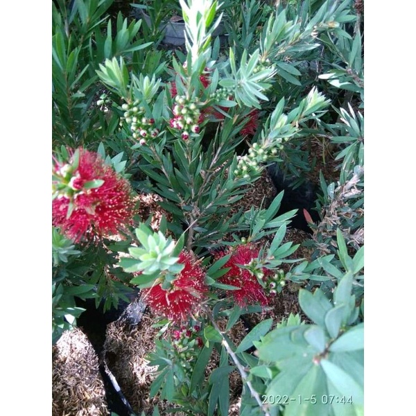 bibit sikat botol bangkok