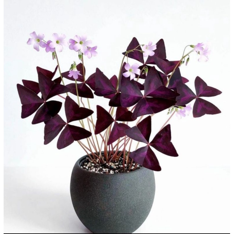 Oxalis triangularis
