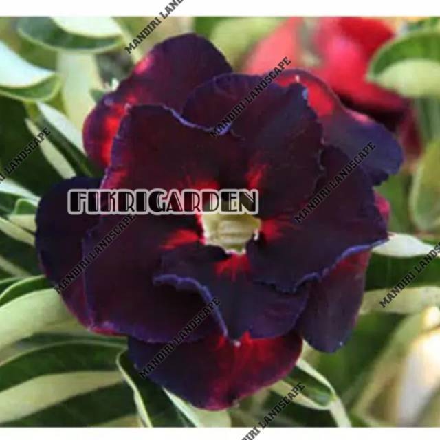 

Bibit Bunga Kamboja Adenium Black King