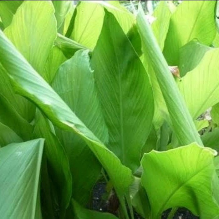 

DAUN KUNYIT SEGAR (per tangkai)