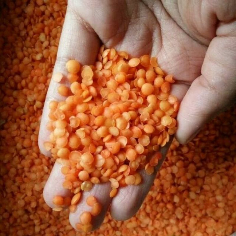 

Kacang Adas Lentil Merah عدس اصفر