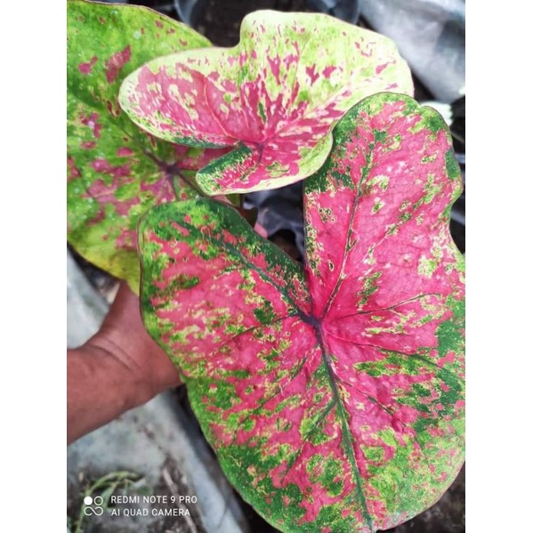 Caladium/Keladi Uncle Marley/H37/Kimora