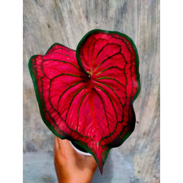Caladium Tambuna