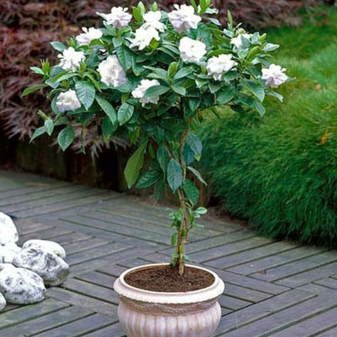 Terlaris Bibit Tanaman Hias Gardenia Kaca Piring 1 Meter Np Shopee Indonesia