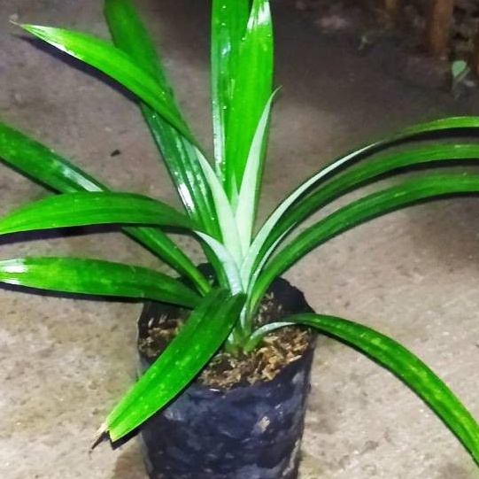 Pandan wangi daun Pandan bibit daun Pandan