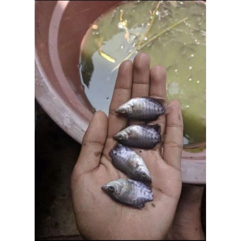 

bibit gurame super bagus gesit cepat besar