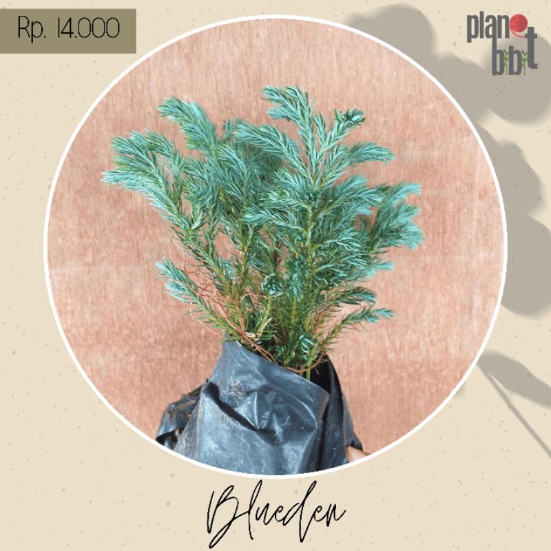 

cemara blueden