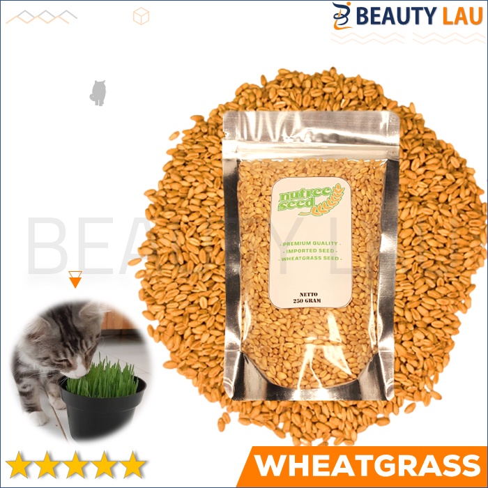 BENIH WHEATGRASS 250GR BIBIT RUMPUT GANDUM BIJI CAT GRASS MICROGREEN SEED BIJI WHEAT GRASS MURAH