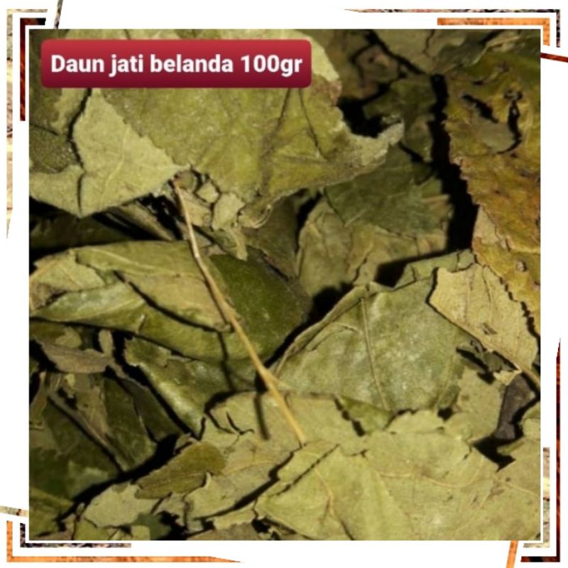 Daun jati belanda 100gr