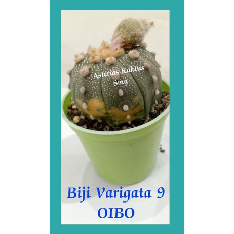 Biji Kaktus Astro Astrophytum Varigata 9 OIBO